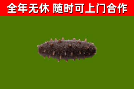 金溪回收海参干